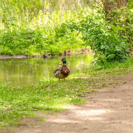 Alte Wassermuehle Am Bach Bredstedt